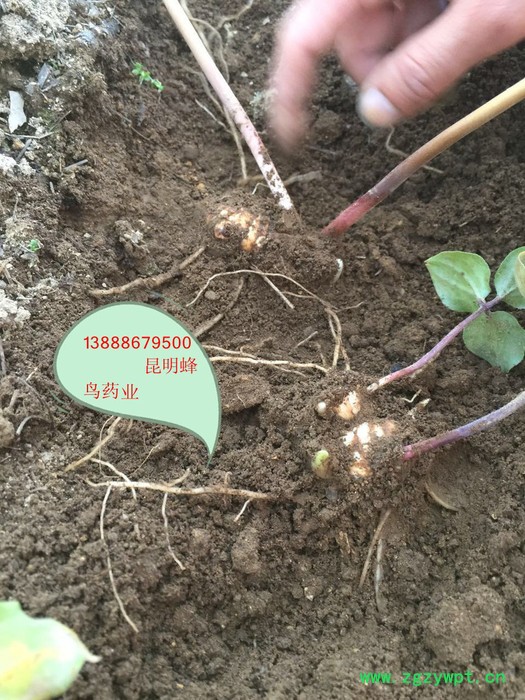 供应滇重楼滇丰1重楼图8