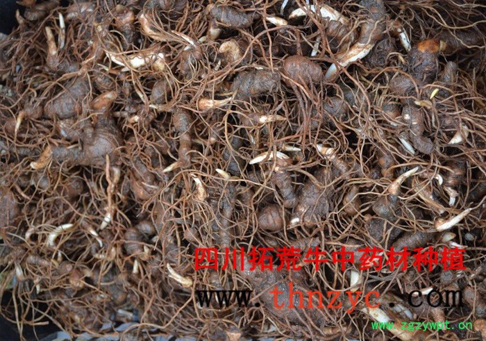 拓荒牛 重楼种子、种苗图3