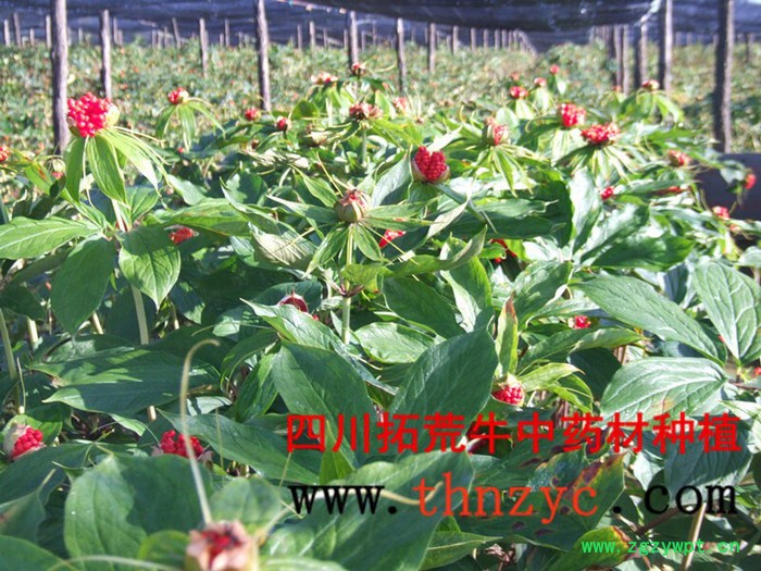 拓荒牛 重楼种子、种苗图2