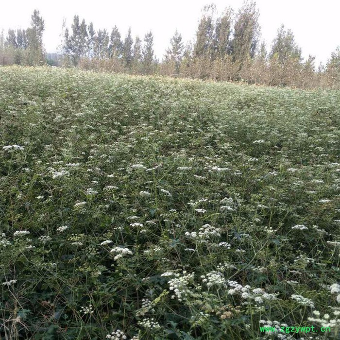 来喜 白花前胡种子 花种批发 厂家品质保障图4
