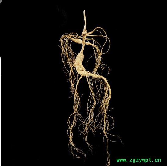 山参玉竹鸡汤25年移山参林下参趴货图3