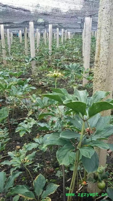 奇草荟华重楼川重楼滇重楼都是重楼图3