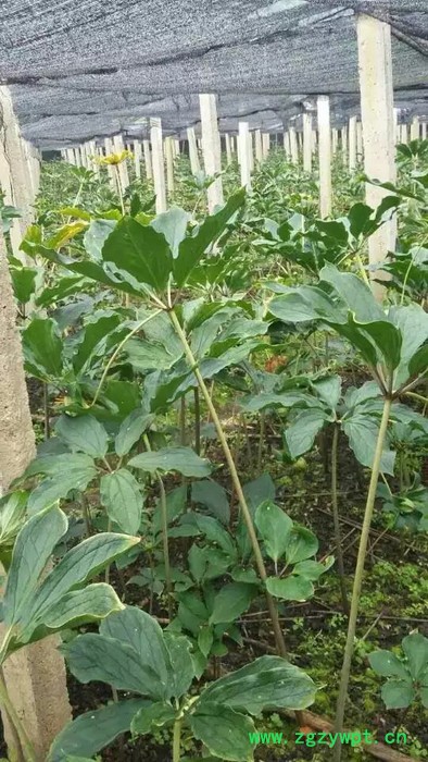 奇草荟纯正滇重楼