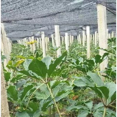 奇草荟纯正滇重楼