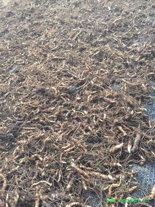 奇草荟纯正滇重楼图2