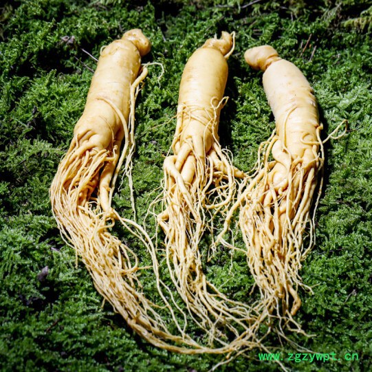 西洋参保鲜参 6年鲜人参价格 养心安神图2