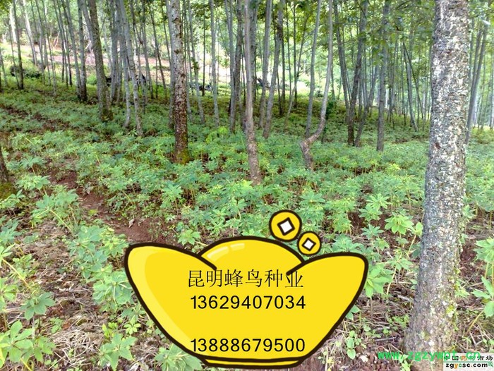 重楼种籽 重楼种子图3