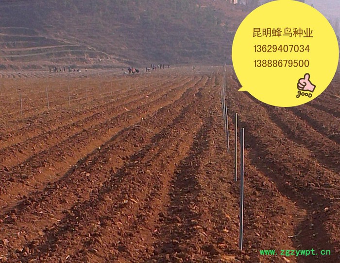 重楼种籽 重楼种子图4