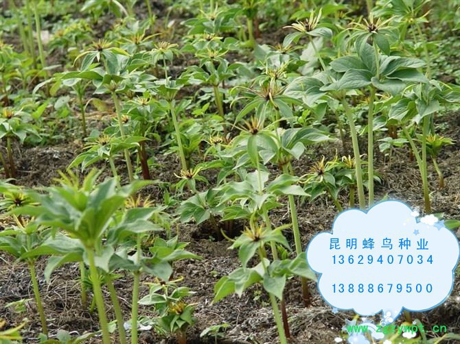 重楼种籽 重楼种子图2