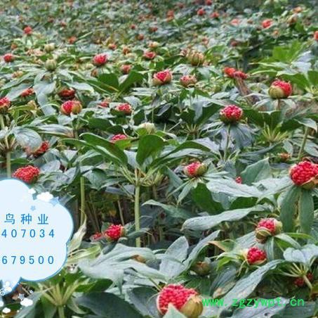 重楼种籽 重楼种子图5