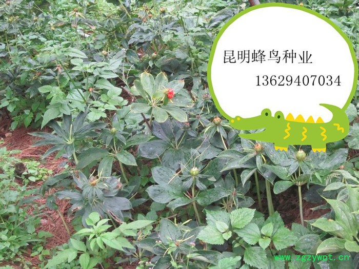 重楼种籽 重楼种子图6