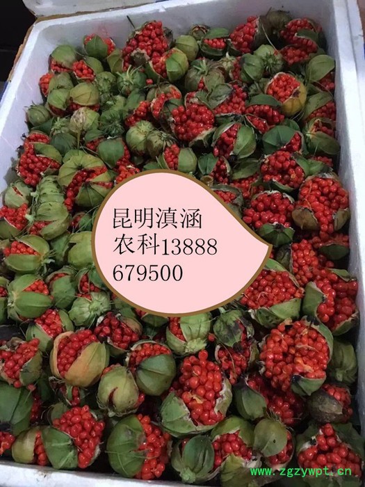 重楼种籽 重楼种子图8