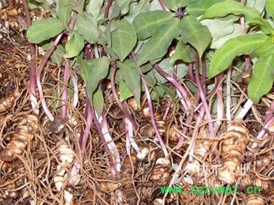 协禾农业科技有限公司 重楼 重楼种苗图2