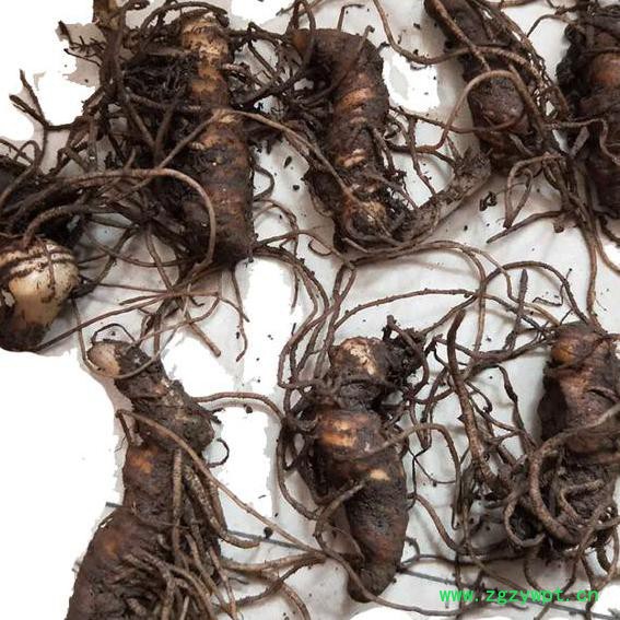 协禾农业科技有限公司 重楼 重楼种苗图3