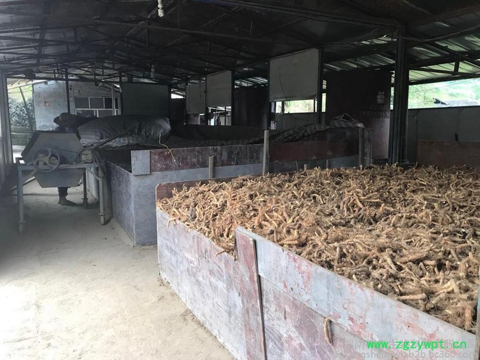 玉竹种苗 产地直销批发 玉竹种特选