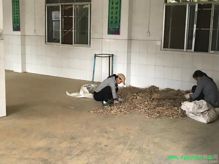 玉竹种苗 产地直销批发 玉竹种特选图5