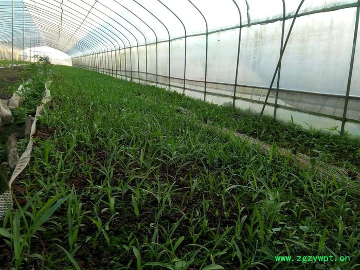 白芨、重楼、黄精、石斛种苗及成品