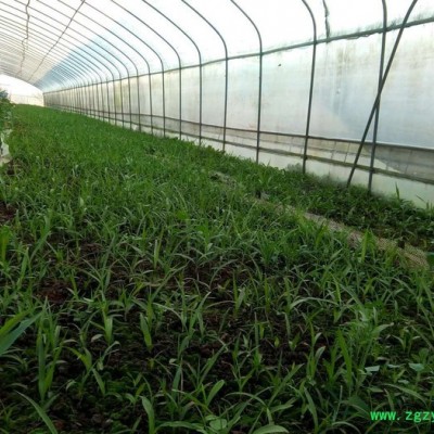 白芨、重楼、黄精、石斛种苗及成品