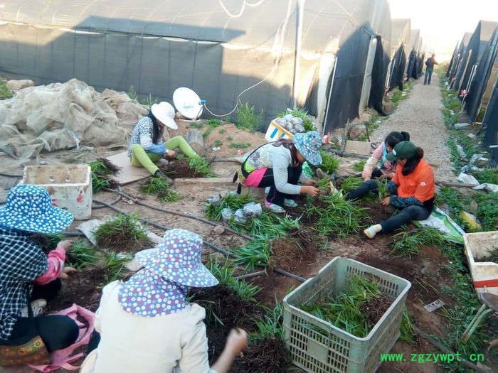 白芨、重楼、黄精、石斛种苗及成品图4