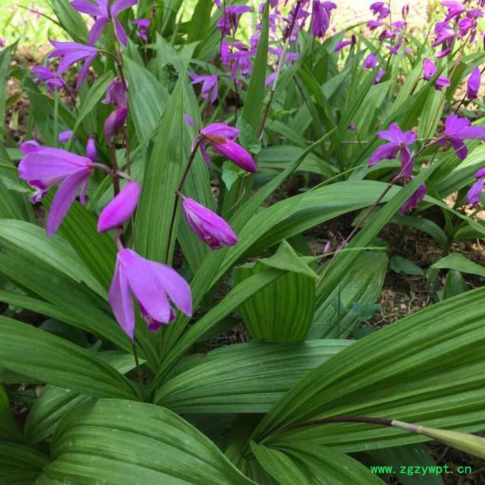 白芨、重楼、黄精、石斛种苗及成品图6