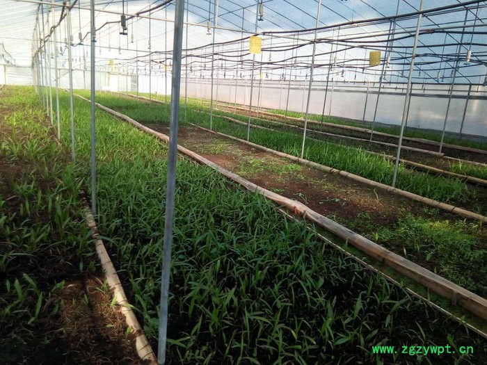 白芨、重楼、黄精、石斛种苗及成品图3