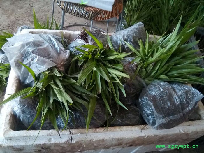 白芨、重楼、黄精、石斛种苗及成品图5