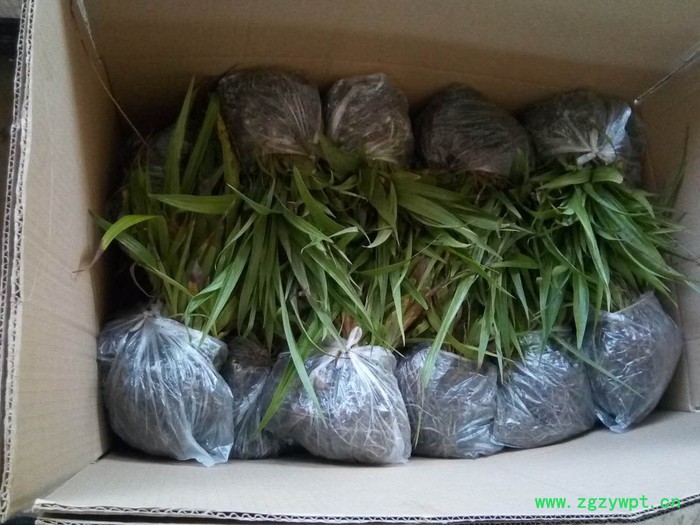 白芨、重楼、黄精、石斛种苗及成品图7