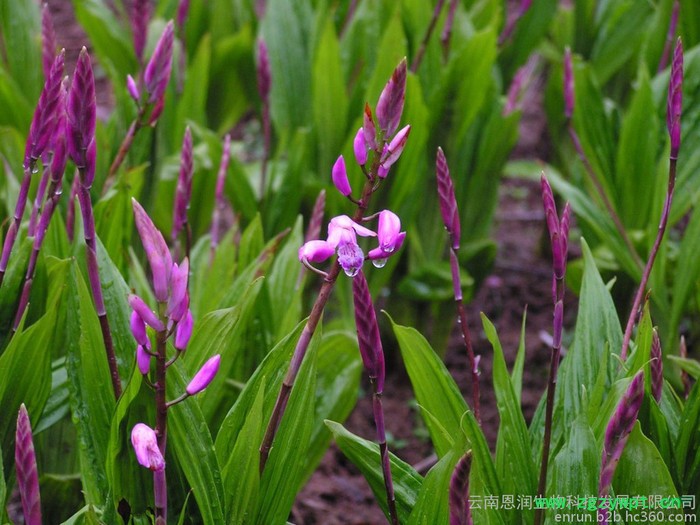 白芨、重楼、黄精、石斛种苗及成品图8