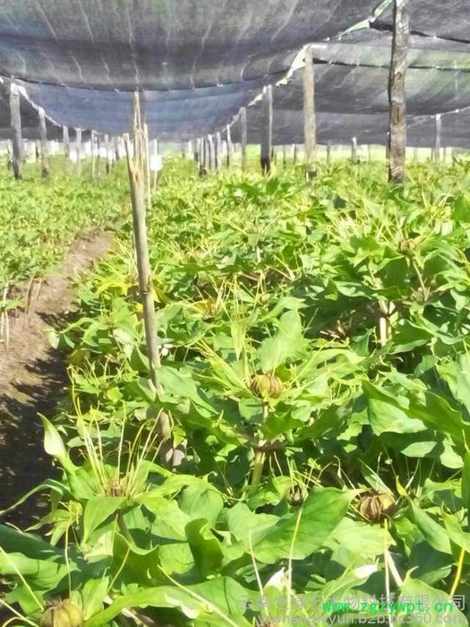 楼、白芨、珠子参、金铁锁、重楼种子、白芨种子、珠子参种子、金铁锁种子、重楼种苗、白芨种苗、珠子参种苗、金铁锁种农作物种子图8