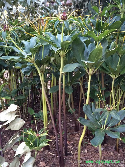 楼、白芨、珠子参、金铁锁、重楼种子、白芨种子、珠子参种子、金铁锁种子、重楼种苗、白芨种苗、珠子参种苗、金铁锁种农作物种子图4