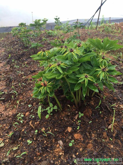 楼、白芨、珠子参、金铁锁、重楼种子、白芨种子、珠子参种子、金铁锁种子、重楼种苗、白芨种苗、珠子参种苗、金铁锁种农作物种子图7