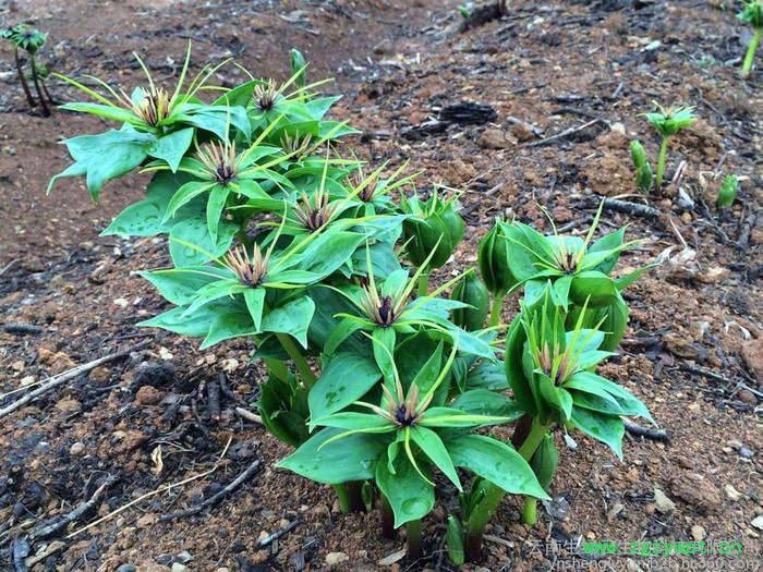 楼、白芨、珠子参、金铁锁、重楼种子、白芨种子、珠子参种子、金铁锁种子、重楼种苗、白芨种苗、珠子参种苗、金铁锁种农作物种子图3