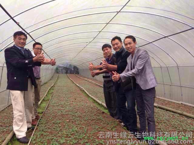 楼、白芨、珠子参、金铁锁、重楼种子、白芨种子、珠子参种子、金铁锁种子、重楼种苗、白芨种苗、珠子参种苗、金铁锁种农作物种子图5