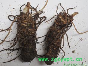 供应瑞鑫利特滇重楼药材种植重楼图3