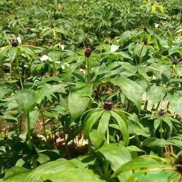 重楼种苗块茎批发种植技术图3