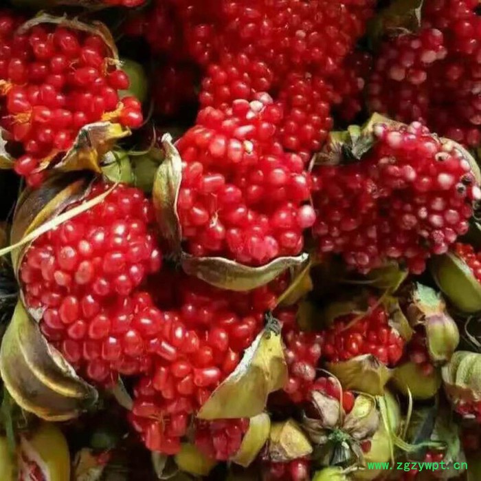 重楼种苗块茎批发种植技术图4