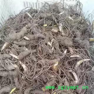 重楼种苗块茎批发种植技术图2