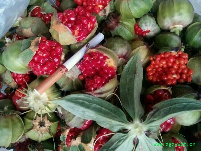 中药材种植重楼种苗批发图7