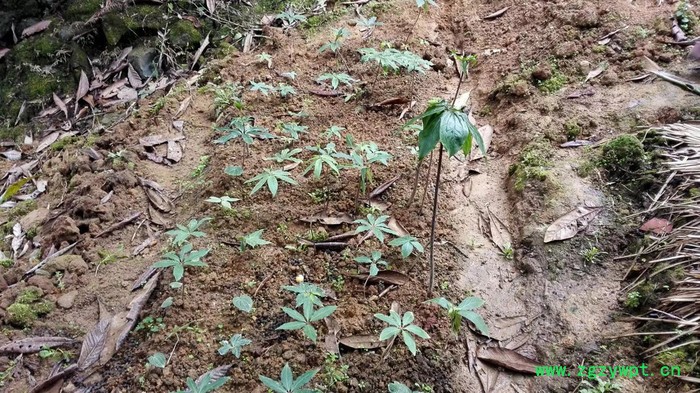 中药材种植重楼种苗批发图4