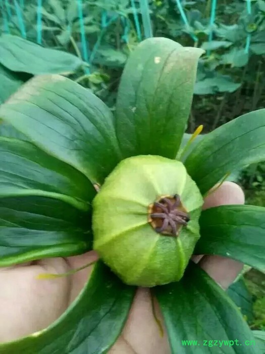 中药材种植重楼种苗批发图2