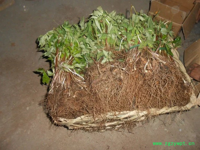 中药材种植重楼种苗批发图6