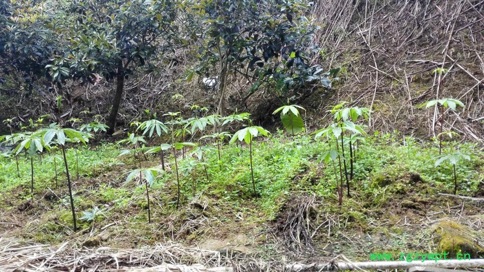 中药材种植重楼种苗批发图5