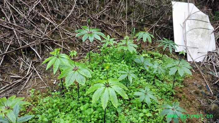 中药材种植重楼种苗批发图8