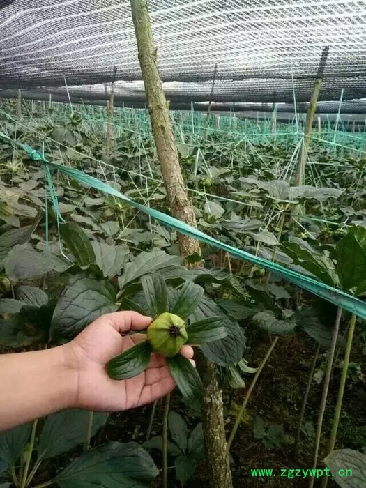 中药材种植重楼种苗批发图3