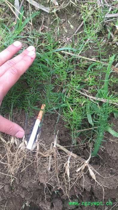 百科 重楼种苗,白芨,当归种苗等大量出售图3