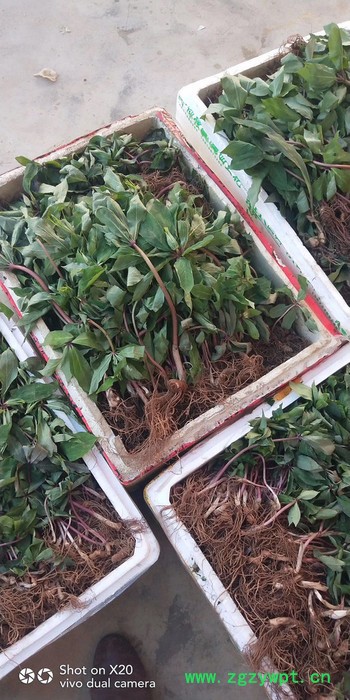 百科 重楼种苗，白芨，当归种苗等大量出售