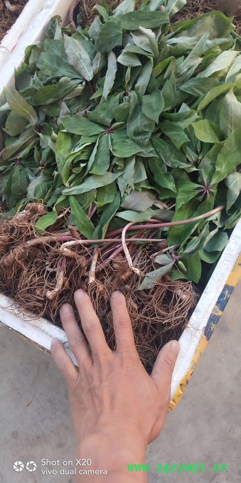 百科 重楼种苗,白芨,当归种苗等大量出售图4