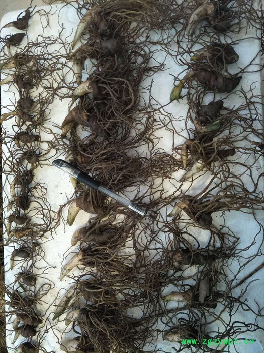 百科 重楼种苗,白芨,当归种苗等大量出售图2