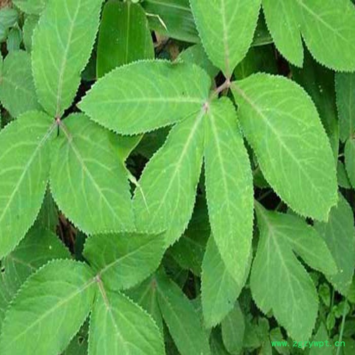 鑫燎三农 前胡种子批发 前胡种子行情价格图7