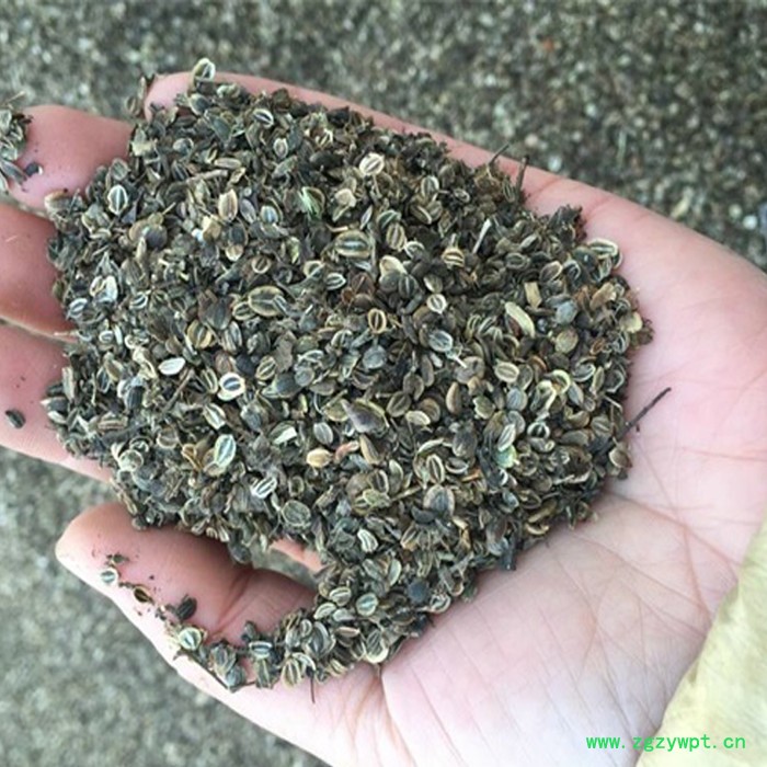 鑫燎三农 前胡种子批发 前胡种子行情价格图6